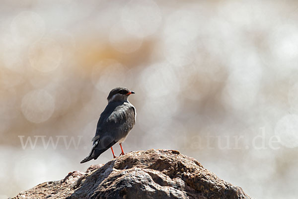 Halsband-Brachschwalbe (Glareola nuchalis)