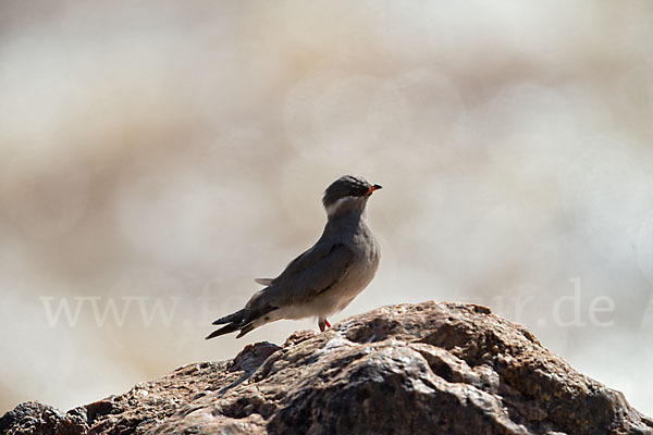 Halsband-Brachschwalbe (Glareola nuchalis)