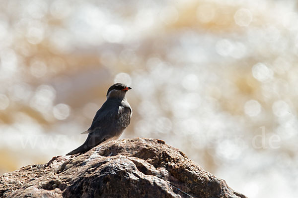 Halsband-Brachschwalbe (Glareola nuchalis)