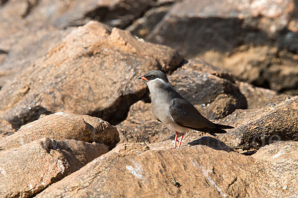 Halsband-Brachschwalbe (Glareola nuchalis)