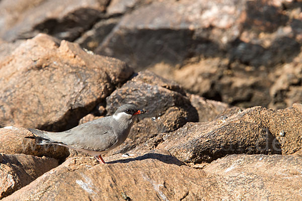 Halsband-Brachschwalbe (Glareola nuchalis)