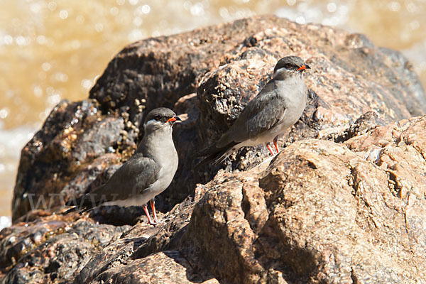 Halsband-Brachschwalbe (Glareola nuchalis)