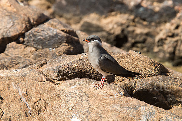 Halsband-Brachschwalbe (Glareola nuchalis)