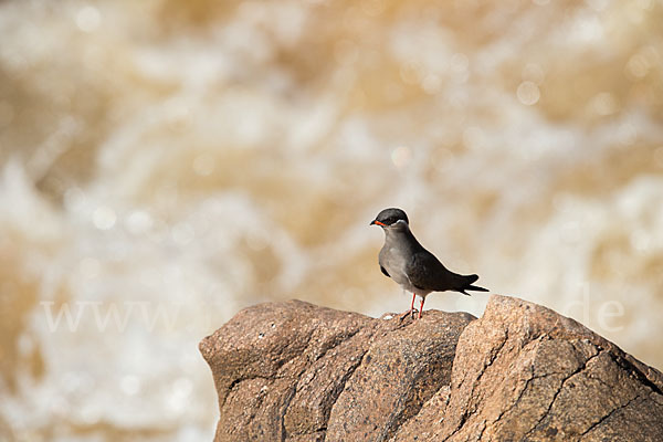 Halsband-Brachschwalbe (Glareola nuchalis)