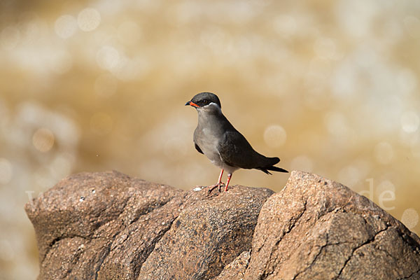 Halsband-Brachschwalbe (Glareola nuchalis)