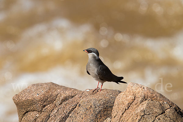 Halsband-Brachschwalbe (Glareola nuchalis)