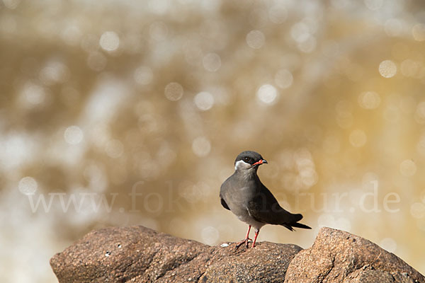 Halsband-Brachschwalbe (Glareola nuchalis)