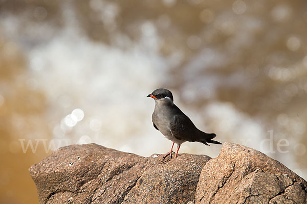 Halsband-Brachschwalbe (Glareola nuchalis)