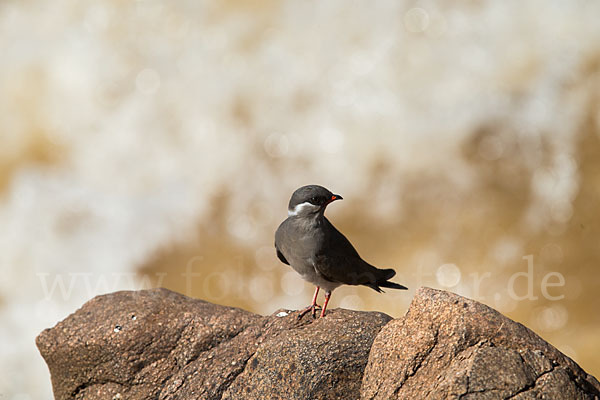 Halsband-Brachschwalbe (Glareola nuchalis)