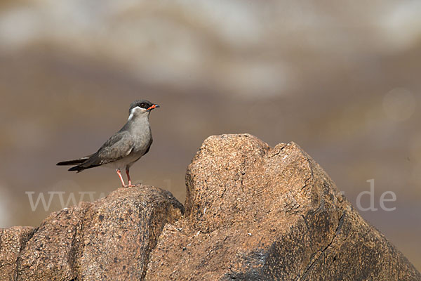 Halsband-Brachschwalbe (Glareola nuchalis)