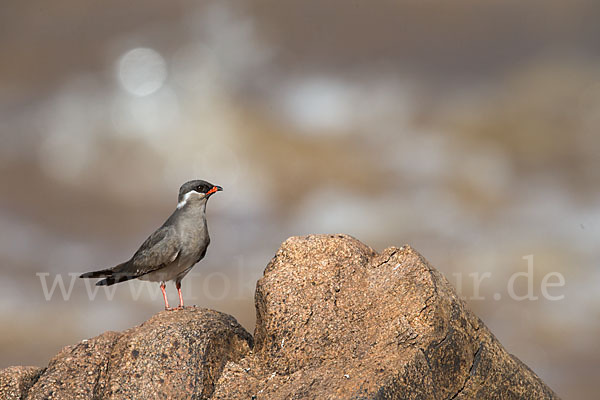 Halsband-Brachschwalbe (Glareola nuchalis)