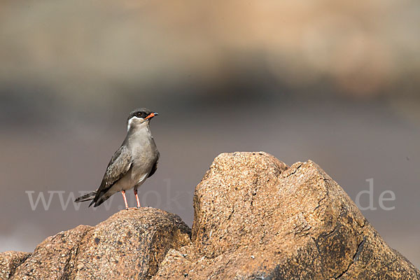 Halsband-Brachschwalbe (Glareola nuchalis)