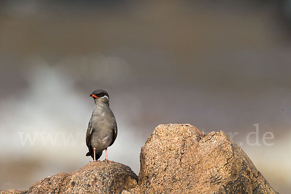 Halsband-Brachschwalbe (Glareola nuchalis)