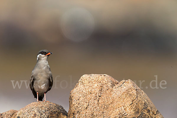 Halsband-Brachschwalbe (Glareola nuchalis)