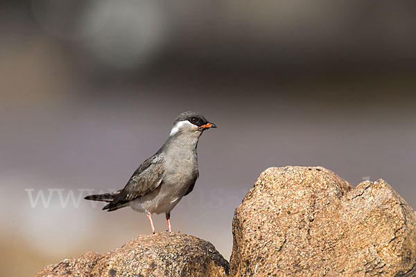 Halsband-Brachschwalbe (Glareola nuchalis)