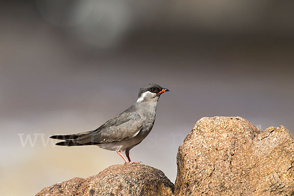 Halsband-Brachschwalbe (Glareola nuchalis)