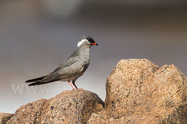 Halsband-Brachschwalbe (Glareola nuchalis)