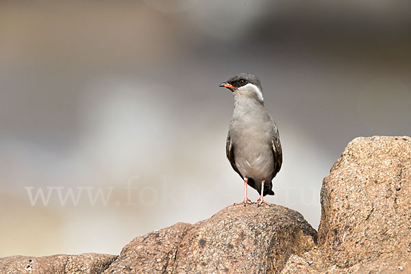 Halsband-Brachschwalbe (Glareola nuchalis)