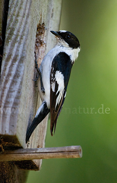 Halsbandschnäpper (Ficedula albicollis)