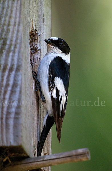 Halsbandschnäpper (Ficedula albicollis)