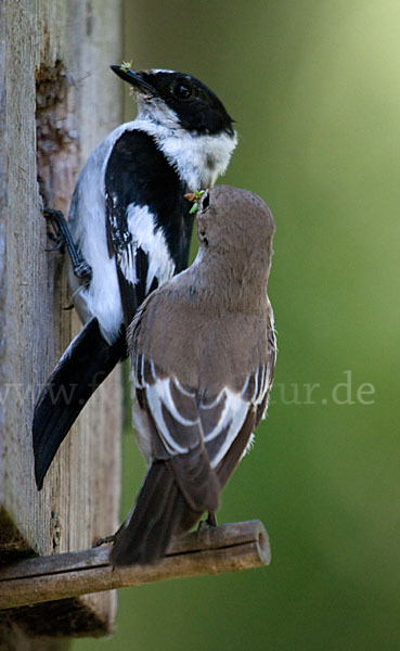 Halsbandschnäpper (Ficedula albicollis)