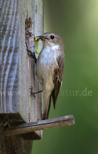 Halsbandschnäpper (Ficedula albicollis)