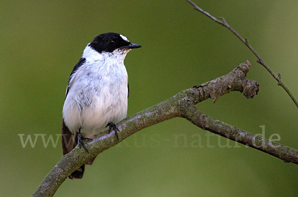 Halsbandschnäpper (Ficedula albicollis)