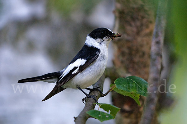 Halsbandschnäpper (Ficedula albicollis)