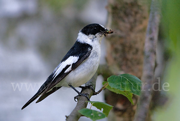 Halsbandschnäpper (Ficedula albicollis)