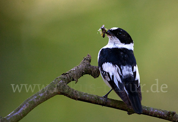 Halsbandschnäpper (Ficedula albicollis)