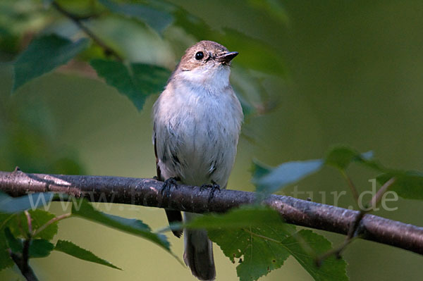 Halsbandschnäpper (Ficedula albicollis)