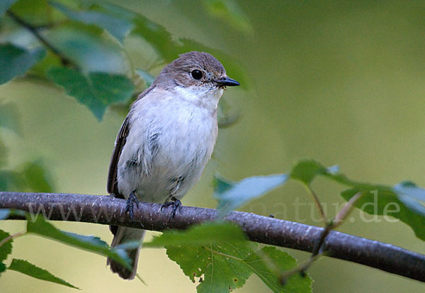 Halsbandschnäpper (Ficedula albicollis)