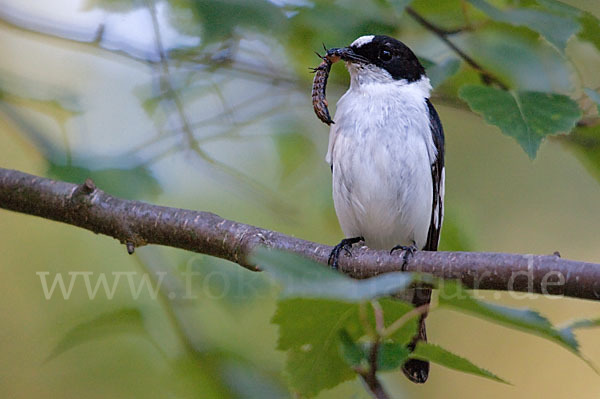 Halsbandschnäpper (Ficedula albicollis)