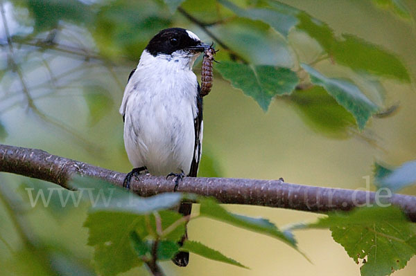 Halsbandschnäpper (Ficedula albicollis)