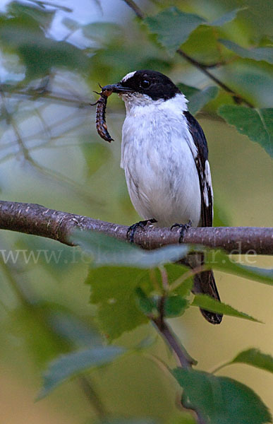 Halsbandschnäpper (Ficedula albicollis)