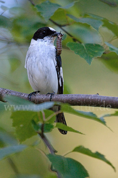 Halsbandschnäpper (Ficedula albicollis)