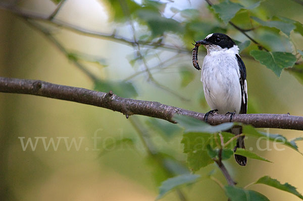 Halsbandschnäpper (Ficedula albicollis)