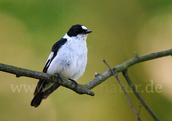 Halsbandschnäpper (Ficedula albicollis)