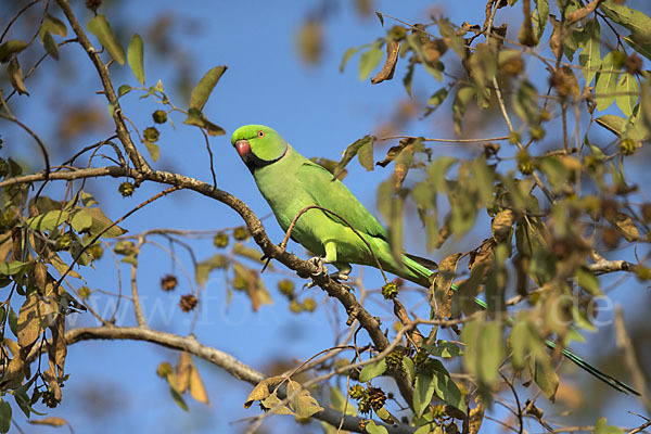 Halsbandsittich (Psittacula krameri)