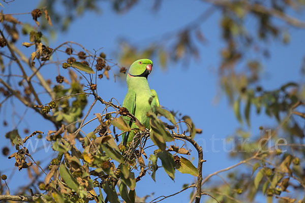 Halsbandsittich (Psittacula krameri)