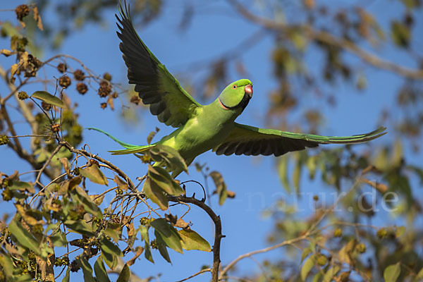 Halsbandsittich (Psittacula krameri)