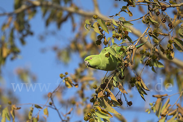 Halsbandsittich (Psittacula krameri)