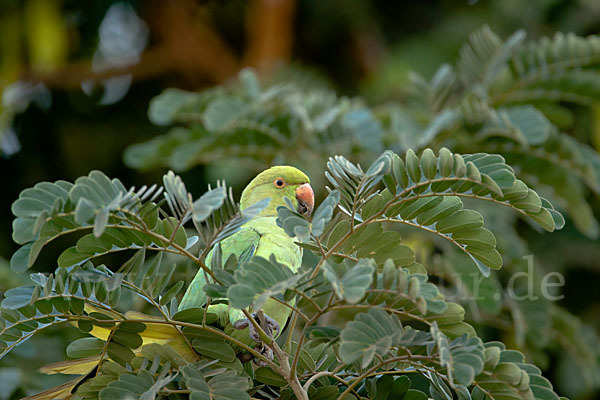 Halsbandsittich (Psittacula krameri)