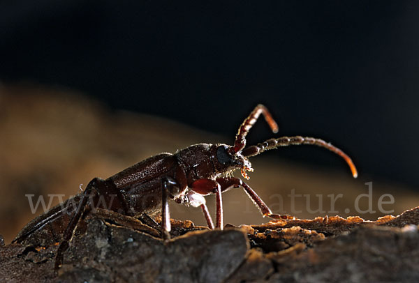 Halsgrubenbock spec.1 (Arhopalus tristis)