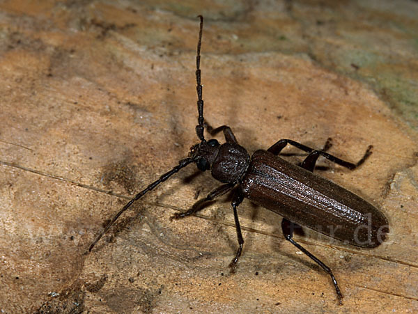 Halsgrubenbock spec.1 (Arhopalus tristis)