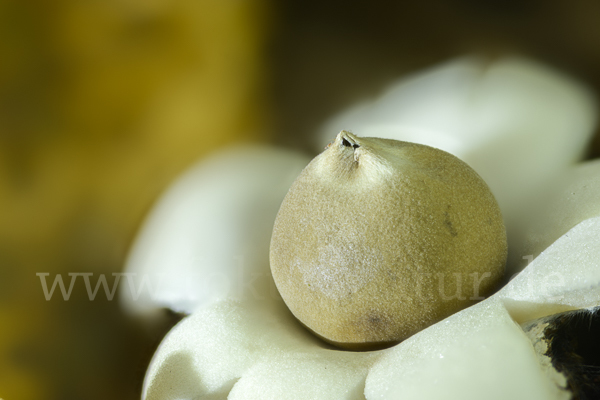 Halskrausenerdstern (Geastrum triplex)