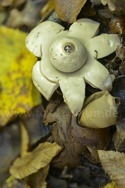 Halskrausenerdstern (Geastrum triplex)