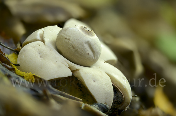 Halskrausenerdstern (Geastrum triplex)