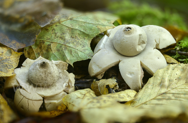 Halskrausenerdstern (Geastrum triplex)