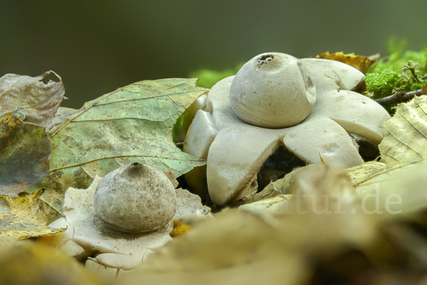 Halskrausenerdstern (Geastrum triplex)